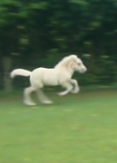 Óðinn in gallop