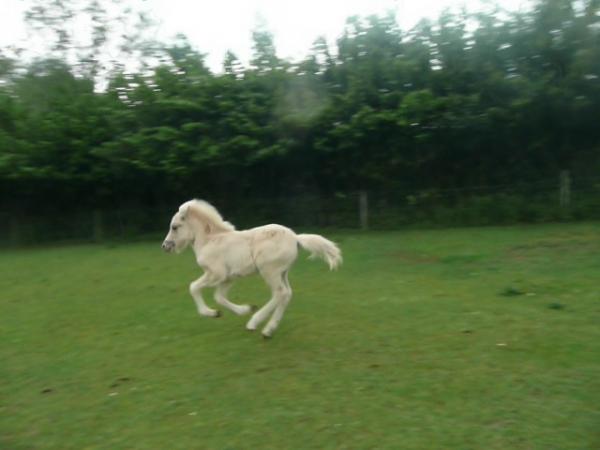 Óðinn, look at that canter!