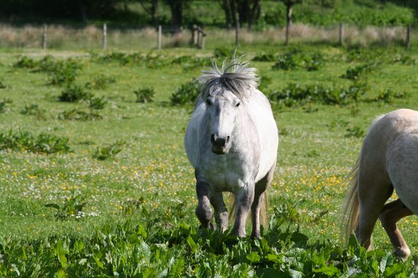 Back away slowly...from the punk!

She wouldn't come when called but the instant the other pony moved towards me  she was not happy and couldn't get close enough to me. rofl