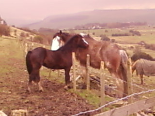 Bailey and Clydesdale grooming session :)