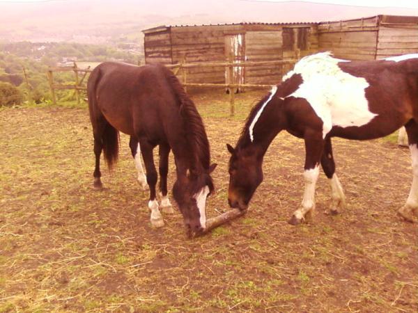 Bailey and field pal Sebastian