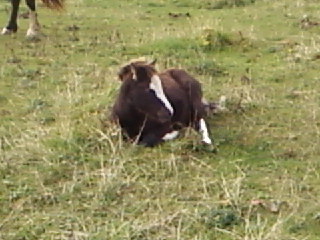 Bailey at 16wks