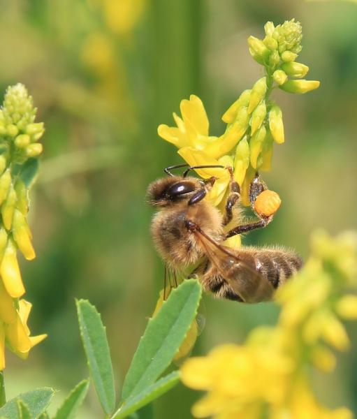 Bee on melilot