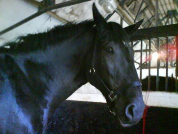 Bess