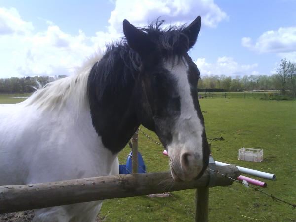 Cali - the lovely share horse that I so didnt appreciate when I had him - thought all horses were that easy!