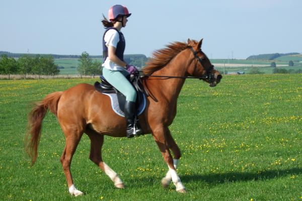 canter left