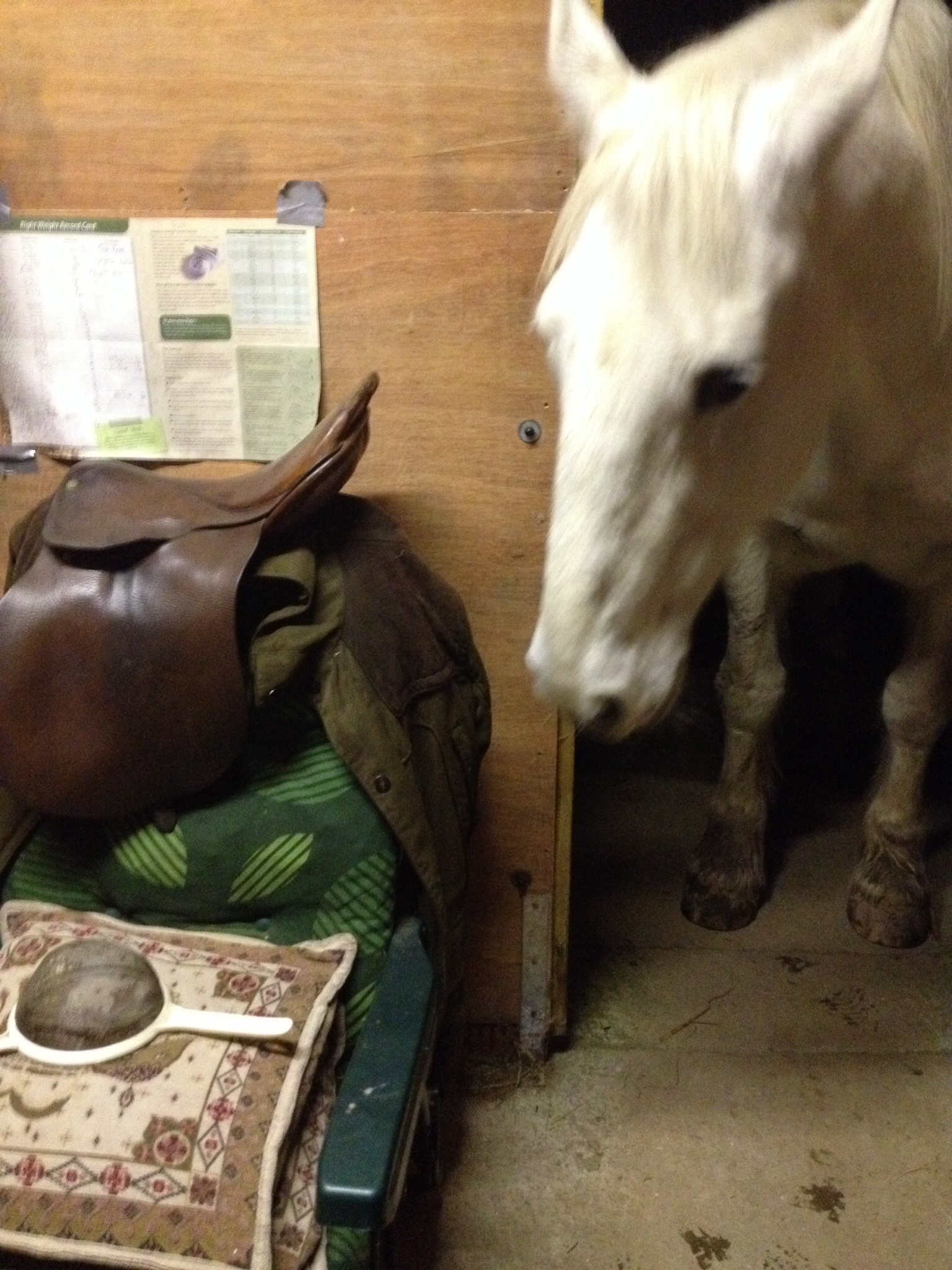 Chloe sussing out the tack room