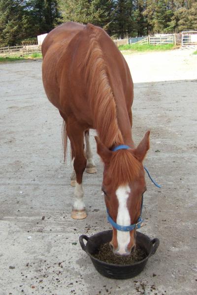 dawn eating front on