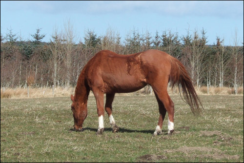 dawn grazing