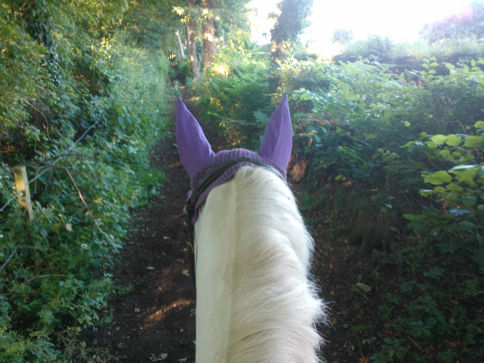 Ear shot in Roselle Country Park