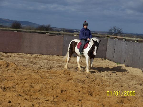 Ella - 14.1/14.2hh coloured mare. 4 years. Backed, needs riding away. Forward going and a bit more to her than her half sister