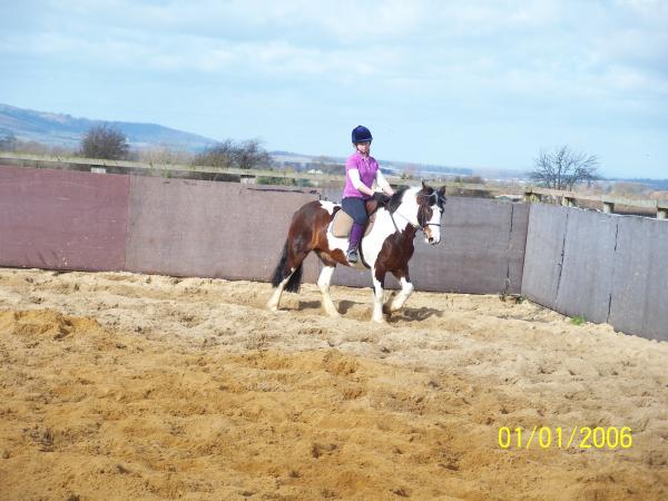 Frankie - 14.1/14.2hh coloured mare. 4 yrs. Broken and being ridden away - very quiet, balanced and unfazed
