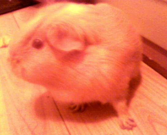 Fudge at 4 and a half.. she might be an old lady, but she enjoys her play time!