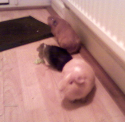 Fudge nearest, Liquorice in the middle, and Treacle at the back