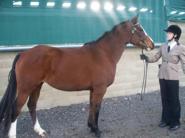 ILPH Karla (Bella) with Groom Lorriane