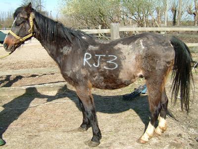 ILPH Milo when he arrived at one of our holding yards