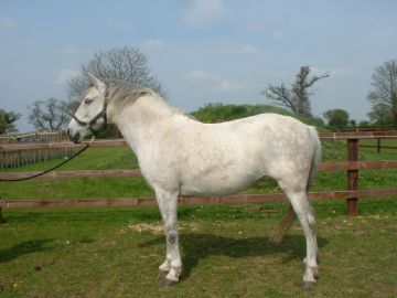ILPH Silver Mist (Silver) Had to put put to sleep due to lameness problems and extreme stiffness