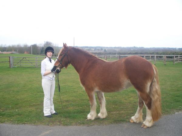 ILPH Stella with her groom Sian