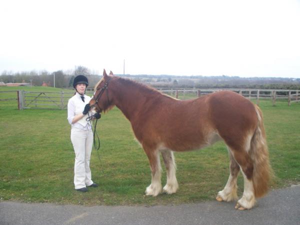 ILPH Stella with her groom Sian