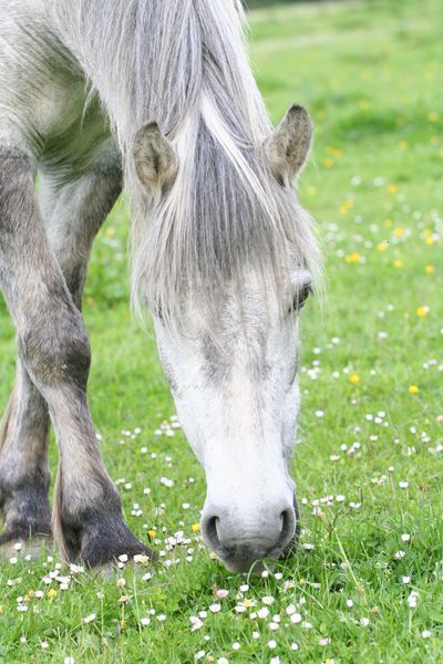 In field grazing - keeping a close eye on mum