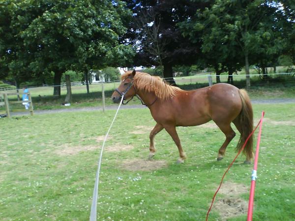 Jas pony on the lunge