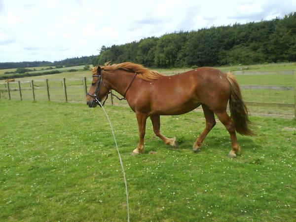 Jas Pony