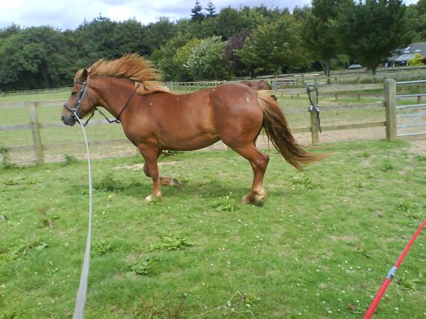 Jas Pony
