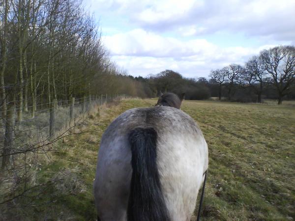 Long Reining