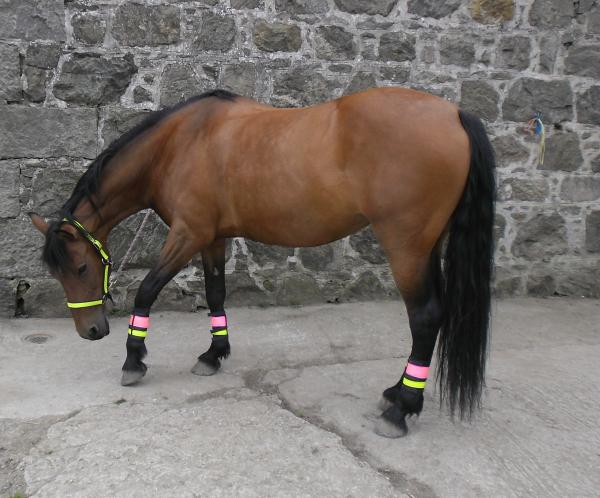 Luca trying on her hi vis headcollar and leg bands