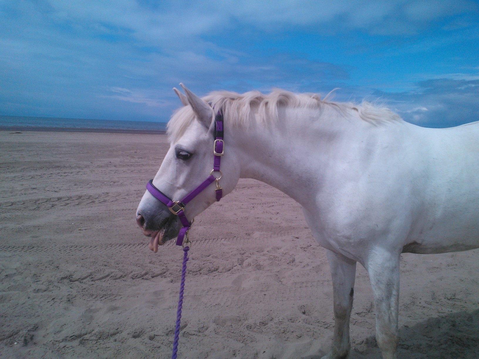 Lucy after her roll in the sand following a nice fast beach ride.