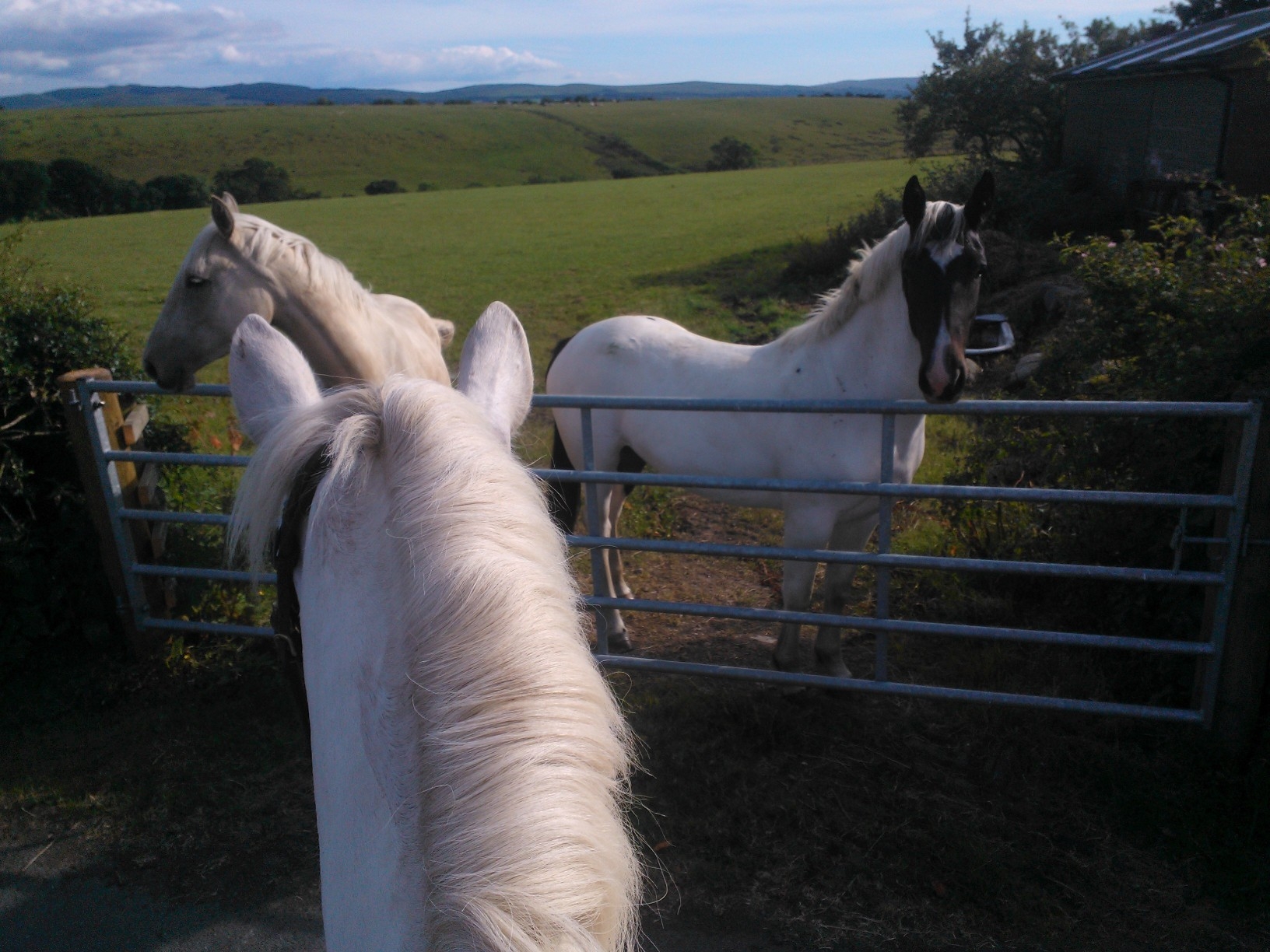 Lucy visiting her buddies.