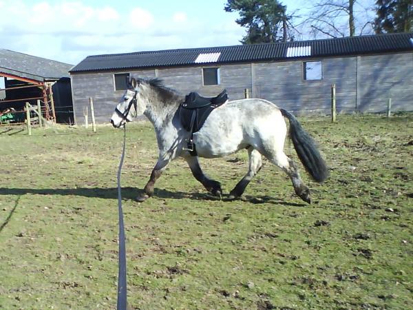 Lunging