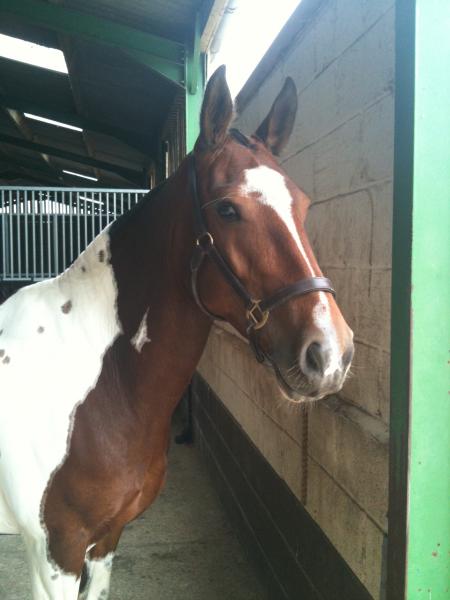 mable looking after hogged