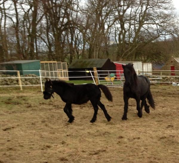 Magic and Rainbow first meeting. There was a lot if cantering and bucking lol