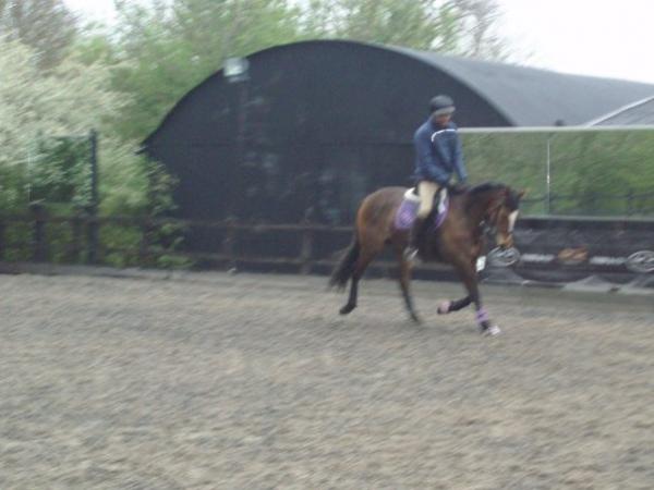 mark todd on bella