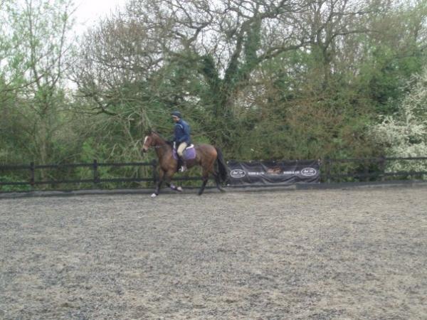 mark todd on bella