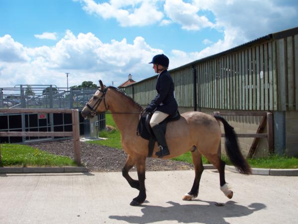 Me and Maypark Goldenboy showing