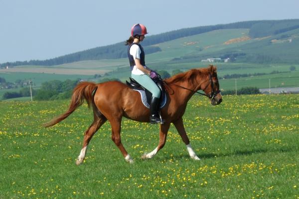 medium trot