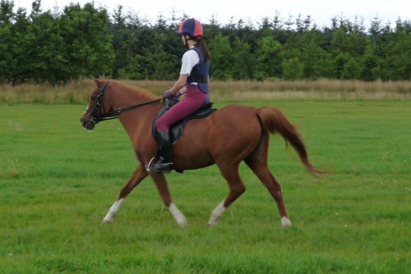 medium trot