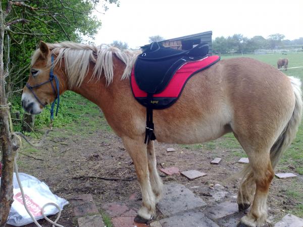 New saddle set up - Libra trec with Haf pad