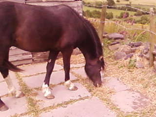 Nibbling grass