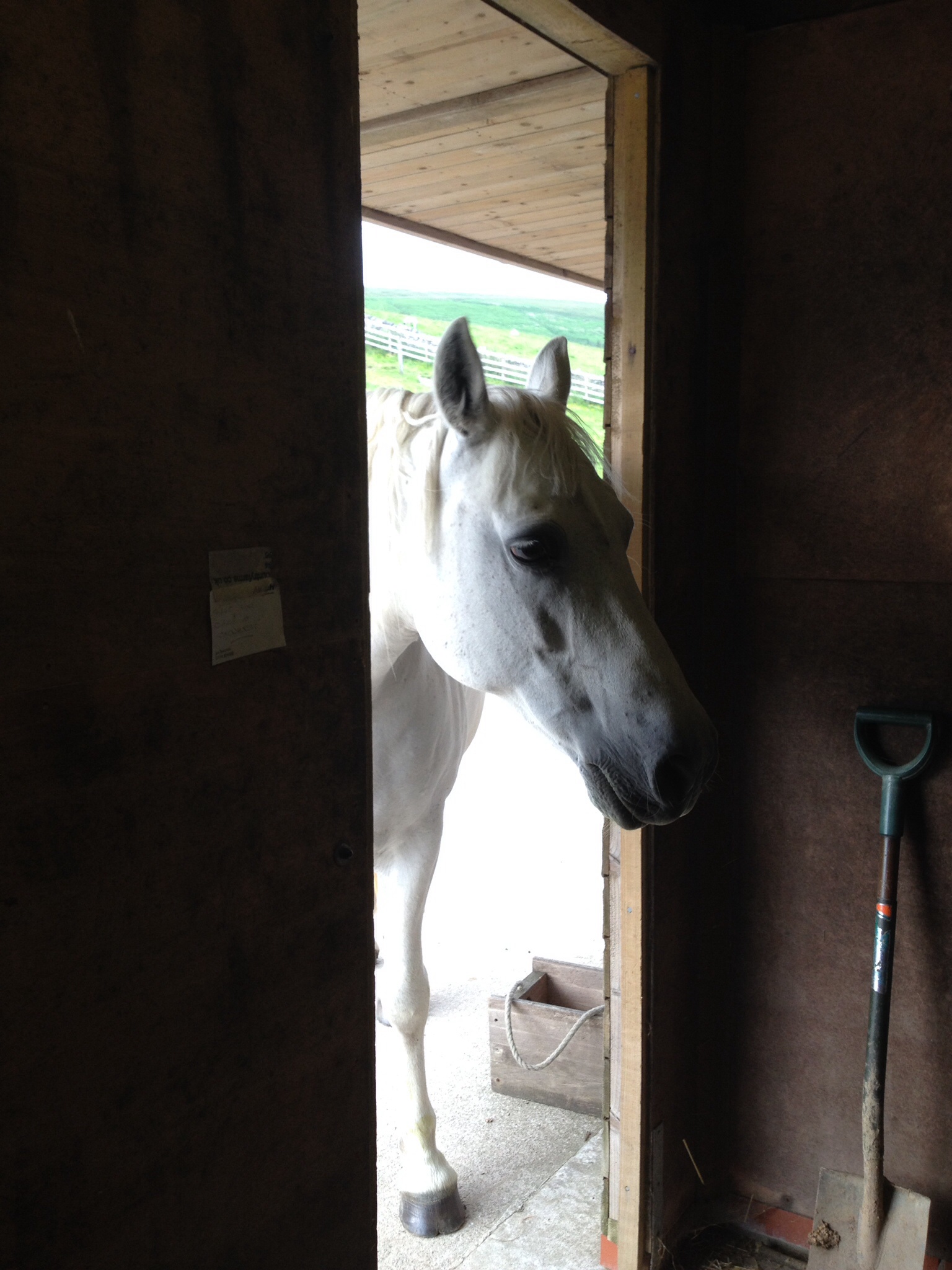 Not quite brave enough to come inside
