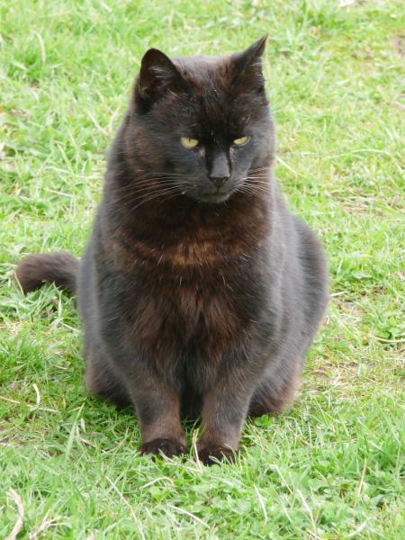 panther
