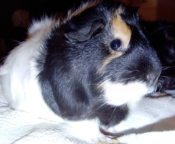 PIGGIES2011 019
