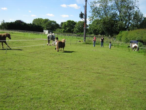 Ponies