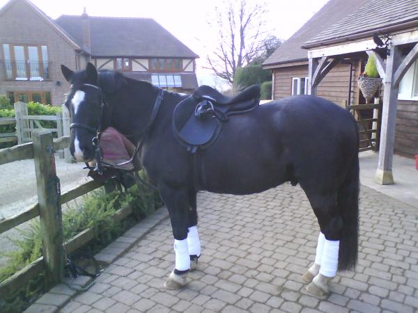 Posh pone