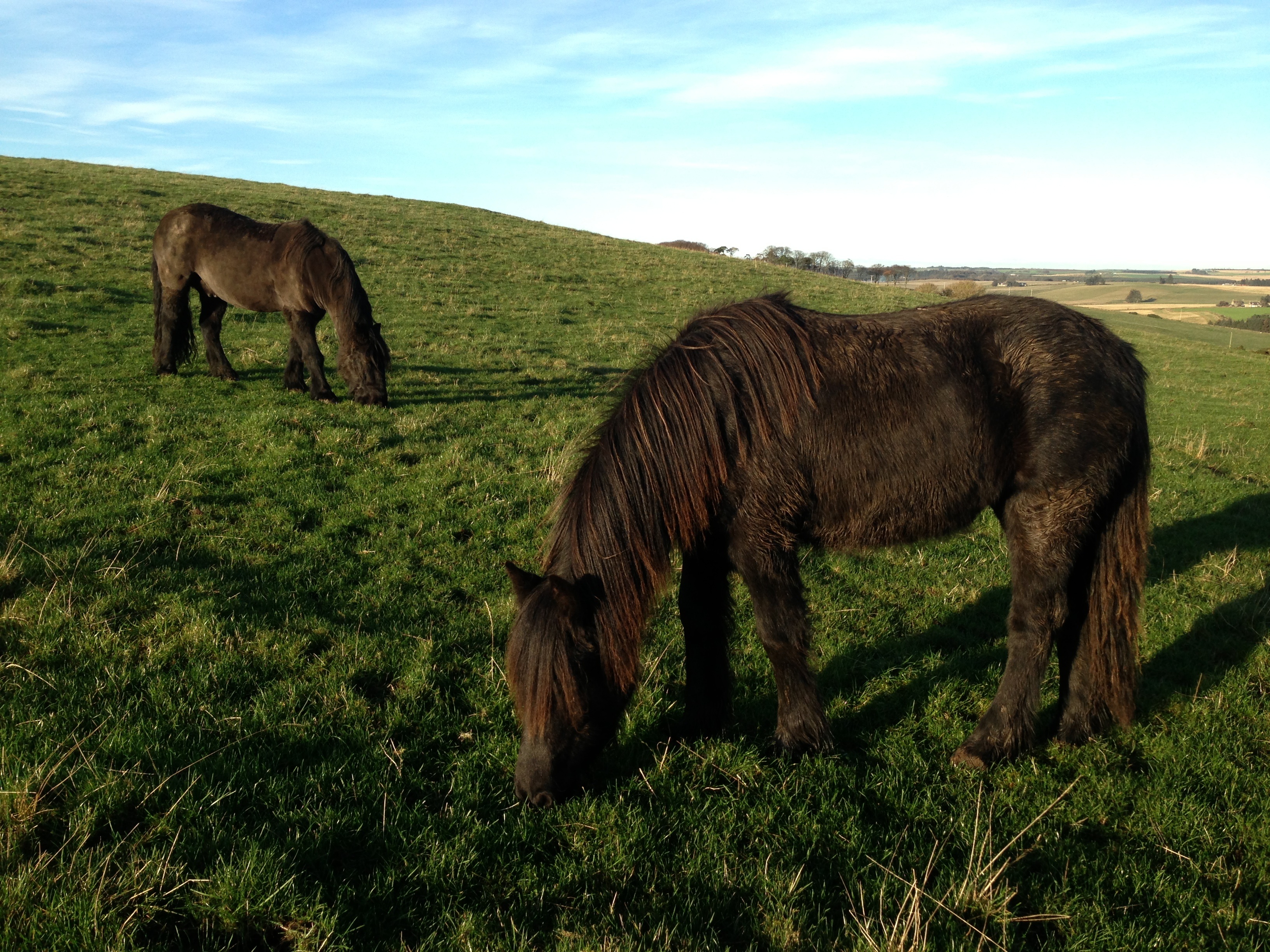 Rainbow and Magic enjoying a crisp December day