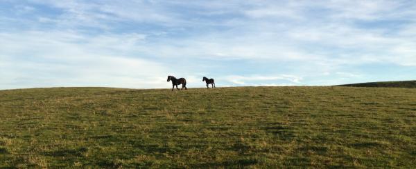 Rainbow and Magic in their winter field