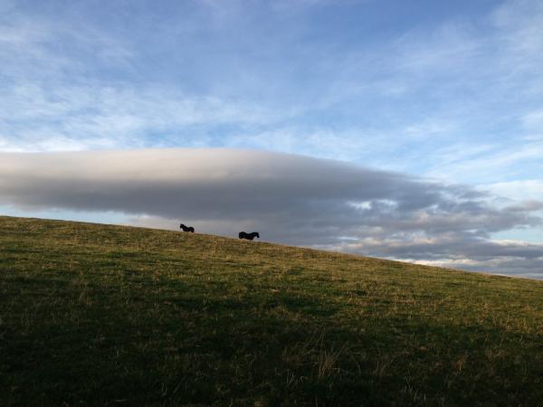 Rainbow and Magic in their winter field