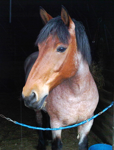 Rosie
